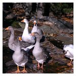 ...but suddenly the ducks hear the sound of approaching Alfa Romeos