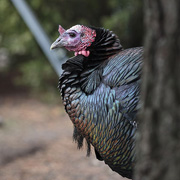 Woodland poultry