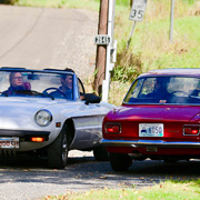 The Alfas swarm about in confusion for a short while
