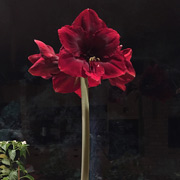 THE ALFARYLLIS. We got this in November, thinking it'd bloom for Xmas. Nothing happened and we almost threw it out. But in Feb it started growing, and the blooms opened just in time for our party!